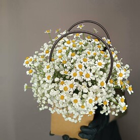 Стойкие цветы гипсофила и ромашки в сумочке