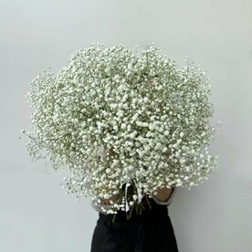 Гипсофилы цветы букет из 15 цветов, красивый монобукет живых цветов, арт: 1783