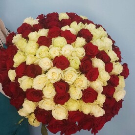 101 роза красно-белая 50 см, арт: 262