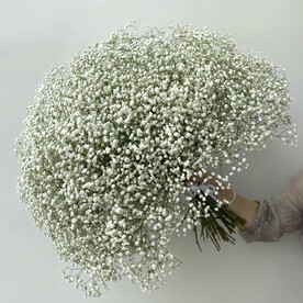 Букет цветов из 45 белых гипсофил, живые цветы под ленту, монобукет, арт: 1792
