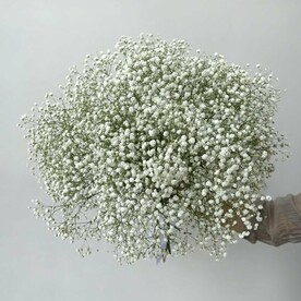 Букет цветов из 19 гипсофил, белые гипсофилы цветы букеты живые, арт: 1785