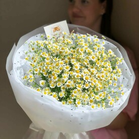 Ромашки полевые