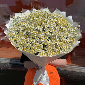 Аромат из ромашек (25 веток)
