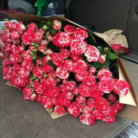 Летняя радость