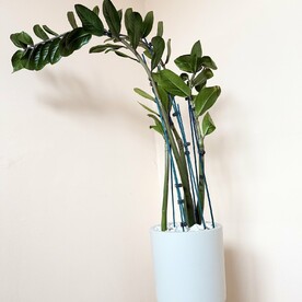 Замиокулькас большой в стильном горшке