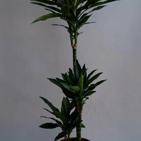 Драцена Фрагранс Блэк Джек 3 ст (D-24, H-110)