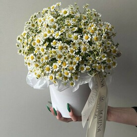 Ромашковое поле