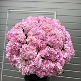 Гортензия для Любимой 💕