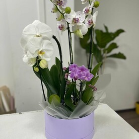 Нежные орхидеи