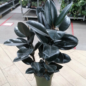 Фикус эластика 3 ствола 110-120 см.