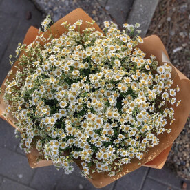 35 полевых ромашек