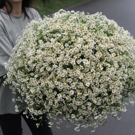 101 полевая ромашка