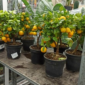 Мандариновое дерево 45-50 см., с плодами