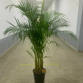 Арека высота 150 см.