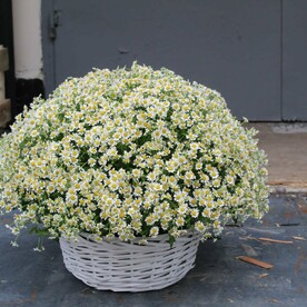 101 полевая ромашка в корзине