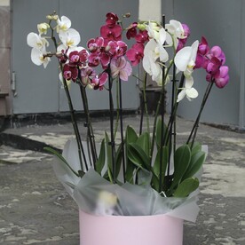 Микс из 5 орхидей в коробке