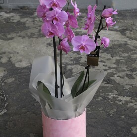 Розовая орхидея фаленопсис в шляпной коробке