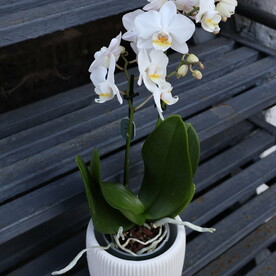 Белая орхидея мини в кашпо