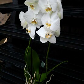 Белая орхидея