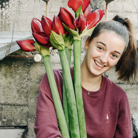 Букер из 7 красных амариллисов