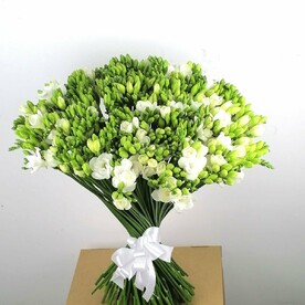 101 белая фрезия