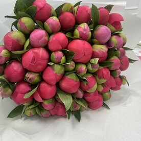 51 коралловый пион