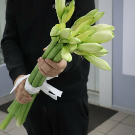 5 белых амариллисов