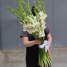 19 белых гладиолусов