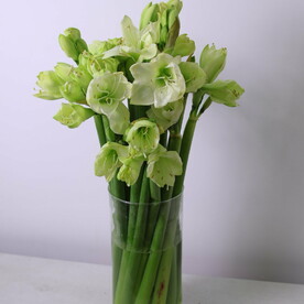 15 белых амариллисов в вазе