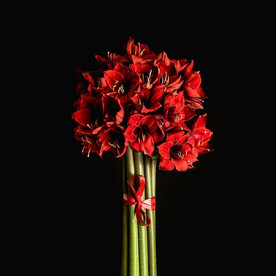 25 амариллисов Феррари