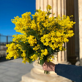 Букет ароматной мимозы