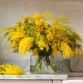 Большой букет мимозы в вазе