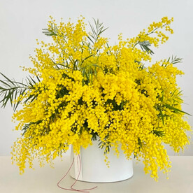 Коробка с мимозой