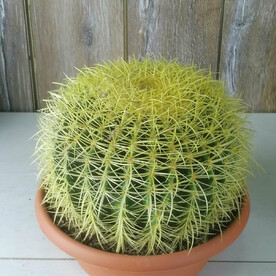 Эхинокактус грузони д27