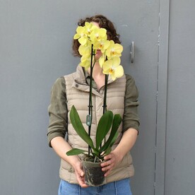 Желтая орхидея фаленопис 2 ств