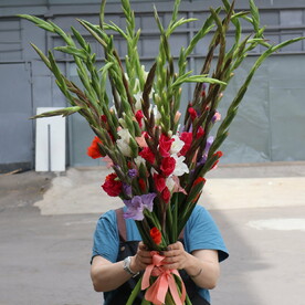 Микс 25 гладиолусов