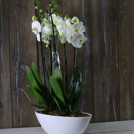 Белые паруса