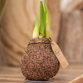 Луковица а амариллиса в воске