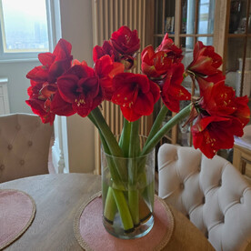11 красных амариллисов в вазе