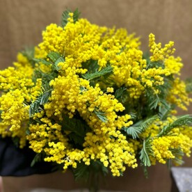 Мимоза весенняя