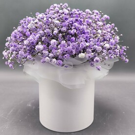 Гипсофила в коробке