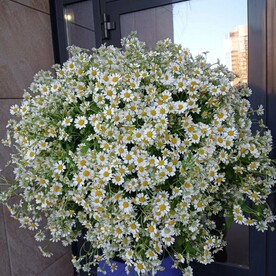 БУКЕТ-ГИГАНТ ИЗ РОМАШЕК