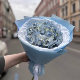 Голубая гортензия