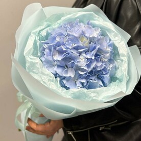 Гортензия в упаковке