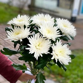 Белое солнце