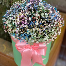 Гипсофилус