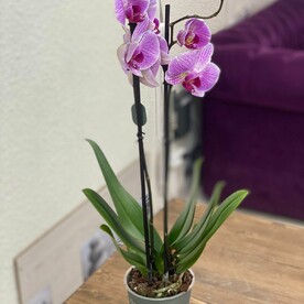 Орхидея Фаленопсис