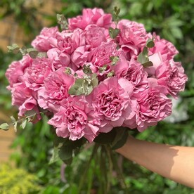 Розовая Французская