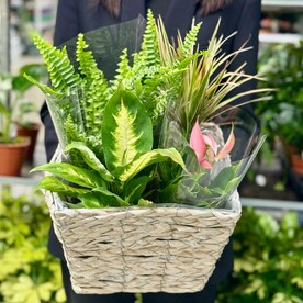 Микс в кашпо №1