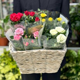 Микс розочек в кашпо